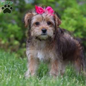 Olive, Yorkie Poo Puppy